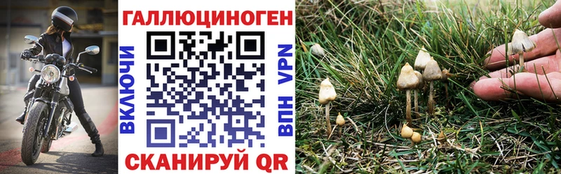Галлюциногенные грибы Psilocybe  Палласовка 